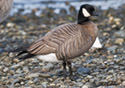 Branta hutchinsii